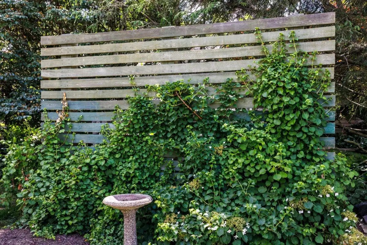 Completed hardscape and outdoor living project by Evergreen Hardscaping