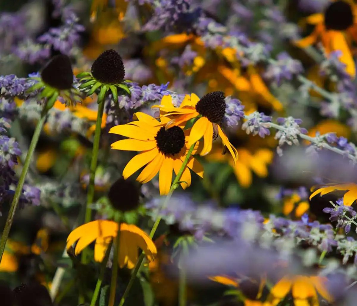 Landscaping design with ornamental plantings and natural stone borders in Delaware